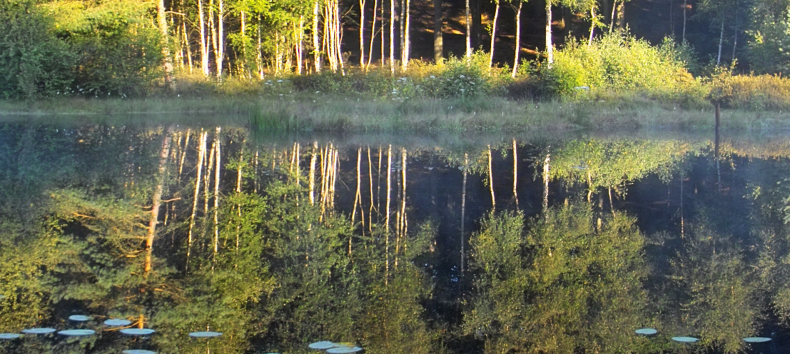 Naturschutzgebiet Mümmelkensee // © Fotoarchiv Naturpark Insel Usedom Naturschutzgebiet Mümmelkensee // © Fotoarchiv Naturpark Insel Usedom