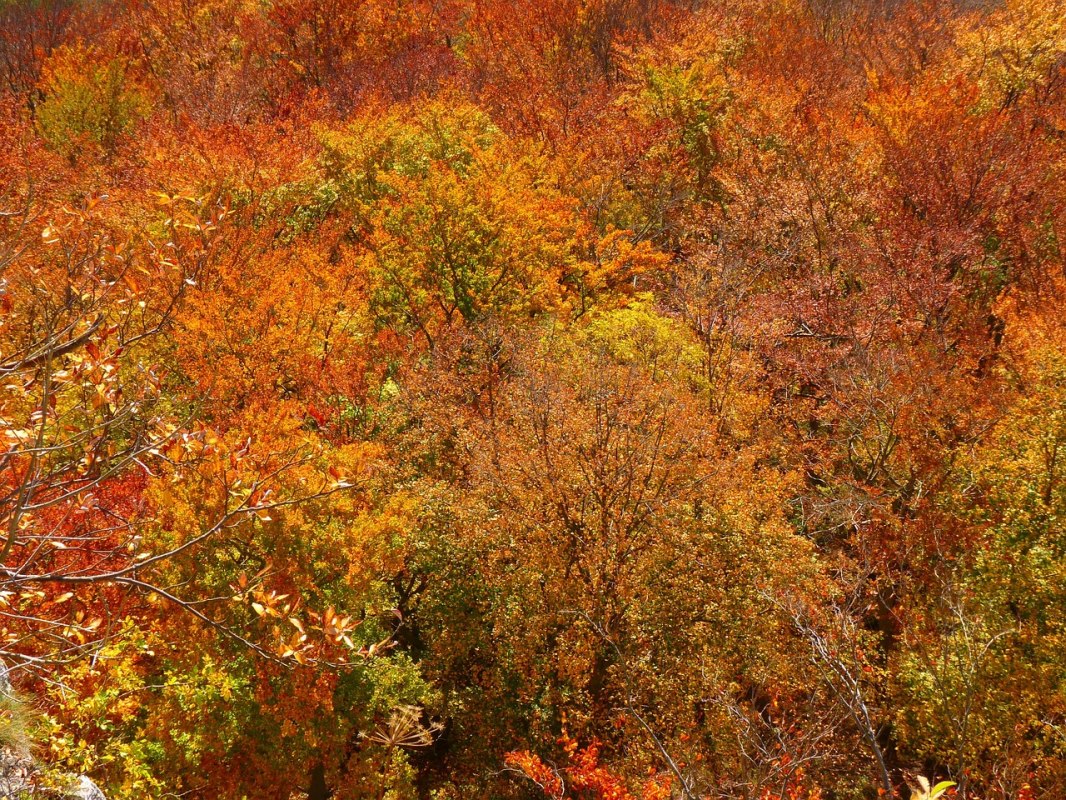 Herbstwald // &copy; LoggaWiggler
