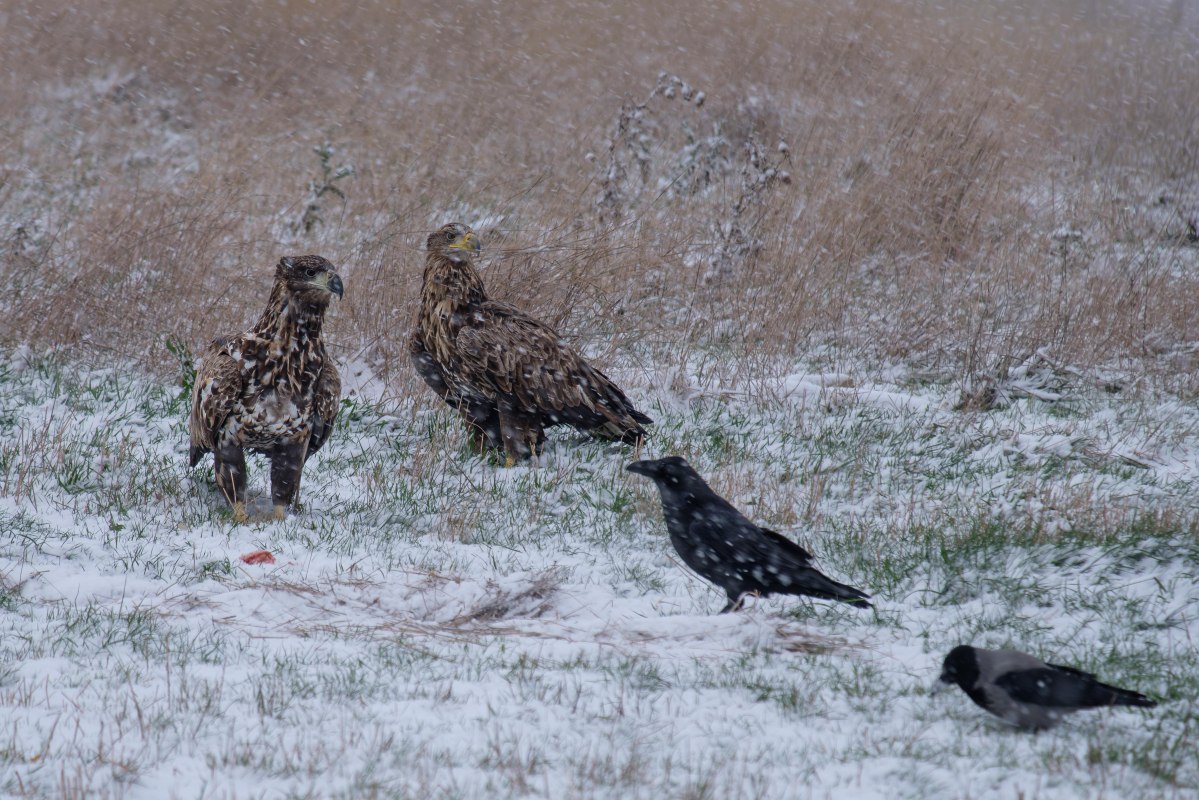 Zwei Seeadler, ein Kolkrabe und eine Nebelkr&auml;he., &copy; Hermann Roth