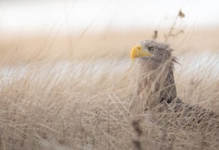 Adulter Seeadler // &copy; Vogeltouren MV