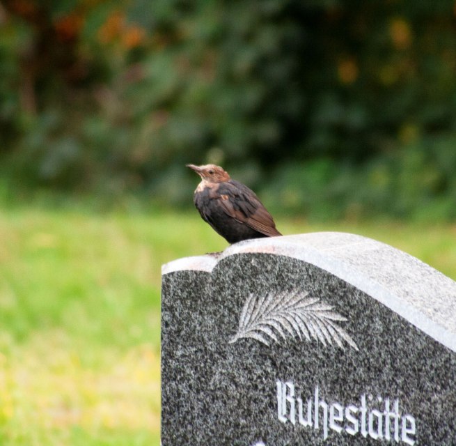 Amsel auf dem Friedhof Damshagen // &copy; F&ouml;rderkreis Kirche Damshagen/Sabrina Lampe