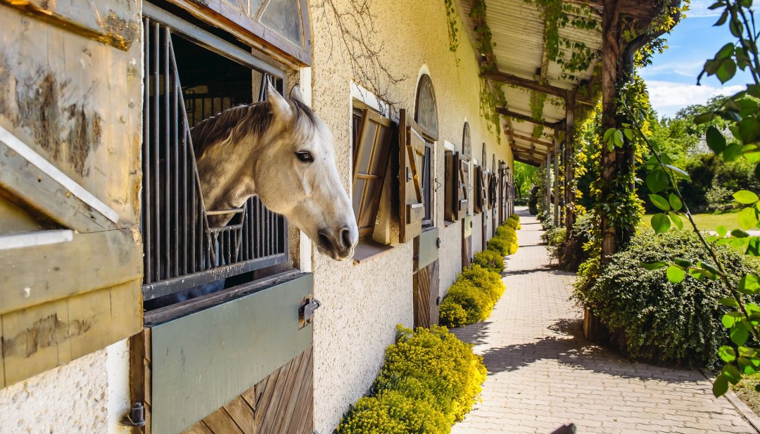 Die Reitanlagen im Land bieten viel Platz für Kinder, Erwachsene, Ponys und Pferde. // © MV-T/Bombis Die Reitanlagen im Land bieten viel Platz für Kinder, Erwachsene, Ponys und Pferde. // © MV-T/Bombis