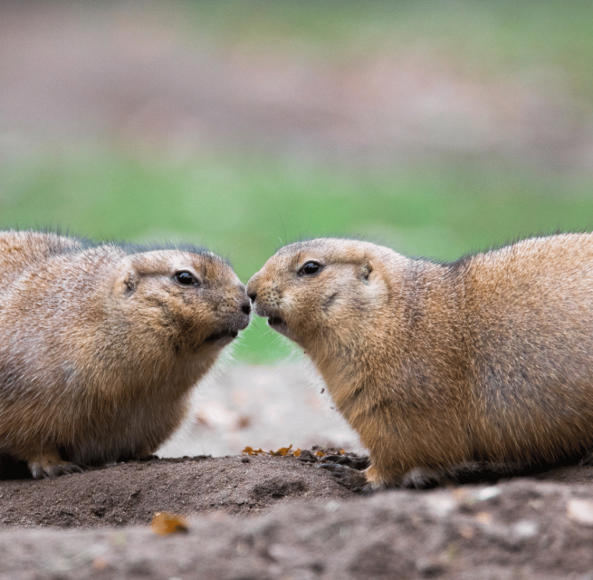 © Zoo Schwerin © Zoo Schwerin