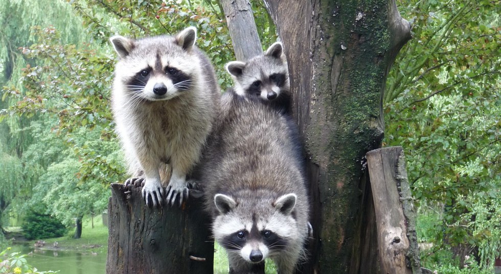 Waschb&auml;renfamilie im Tierpark Greifswald // &copy; Kristin Tetzlaff