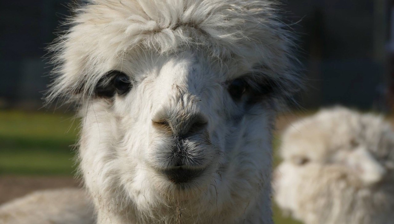 Heb je ooit een alpaca gekust? Je kunt het bij ons uitproberen!, © Fleesensee Alpakas Heb je ooit een alpaca gekust? Je kunt het bij ons uitproberen!, © Fleesensee Alpakas