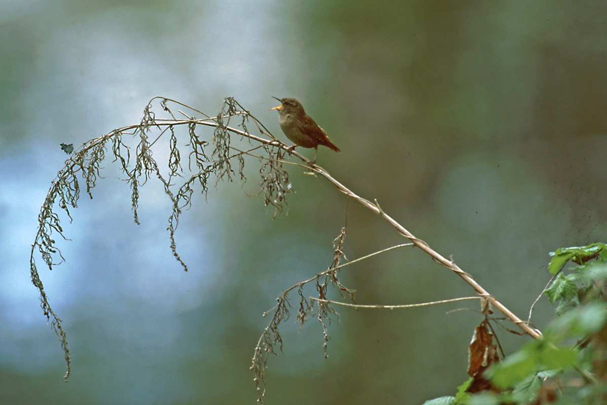 &copy; NPA M&uuml;ritz