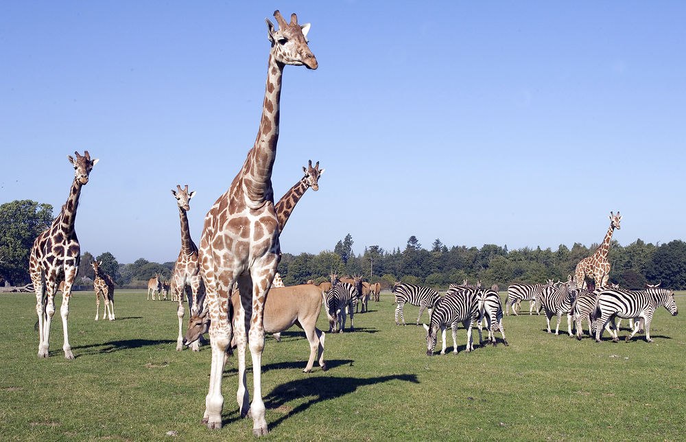 Auf Safari im Knuthenborg Safaripark // © Scandlines Auf Safari im Knuthenborg Safaripark // © Scandlines