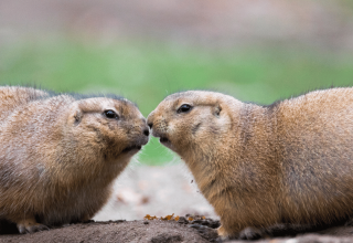© Zoo Schwerin © Zoo Schwerin