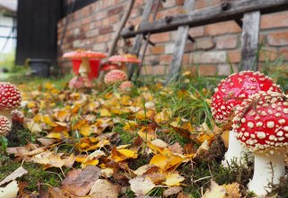 &copy; Freilichtmuseum Klockenhagen