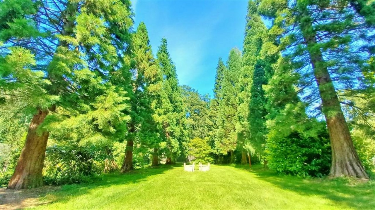 Ostsee Mammutbaum-Allee im Park der Ostsee Hotel-Pension // &copy; Ostsee Hotel-Pension