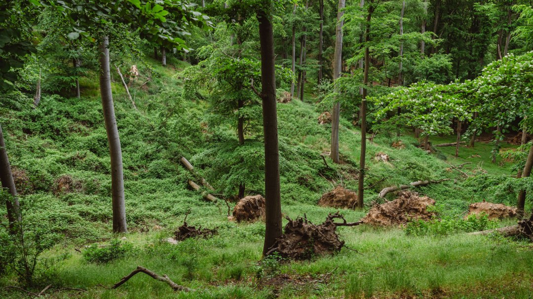 Im Wald auf dem Naturparkweg beim Aussichtspunkt Reiherberg, &copy; TMV/Gross