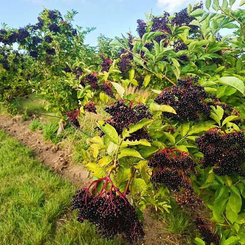 Holunderbeeren auf dem Holundergut Panckow & Töchter: Selbstpflücke am Wochenende // © Holundergut Panckow & Töchter Holunderbeeren auf dem Holundergut Panckow & Töchter: Selbstpflücke am Wochenende // © Holundergut Panckow & Töchter