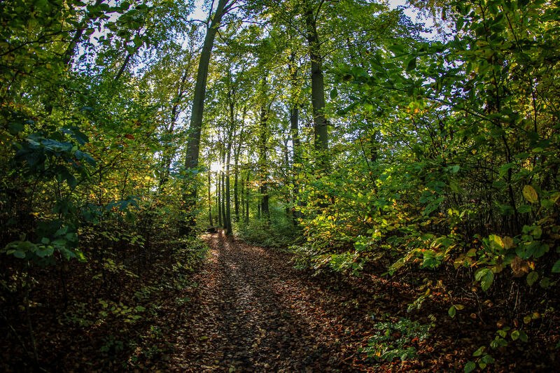 Kur- und Heilwald in Heringsdorf auf Usedom // © Andreas Dumke Kur- und Heilwald in Heringsdorf auf Usedom // © Andreas Dumke