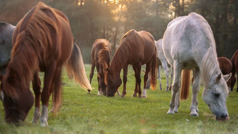 Omringd door natuur en ontspannen paarden is het landgoed Alt Farpen een heerlijke plek om een vakantie door te brengen. // &copy; Gut Alt Farpen/ Wiebke Haas