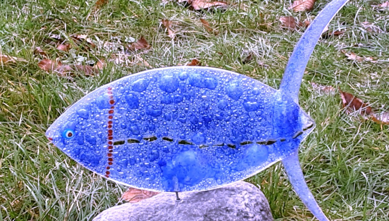 Blubberfisch, &copy; Regina L&uuml;decke