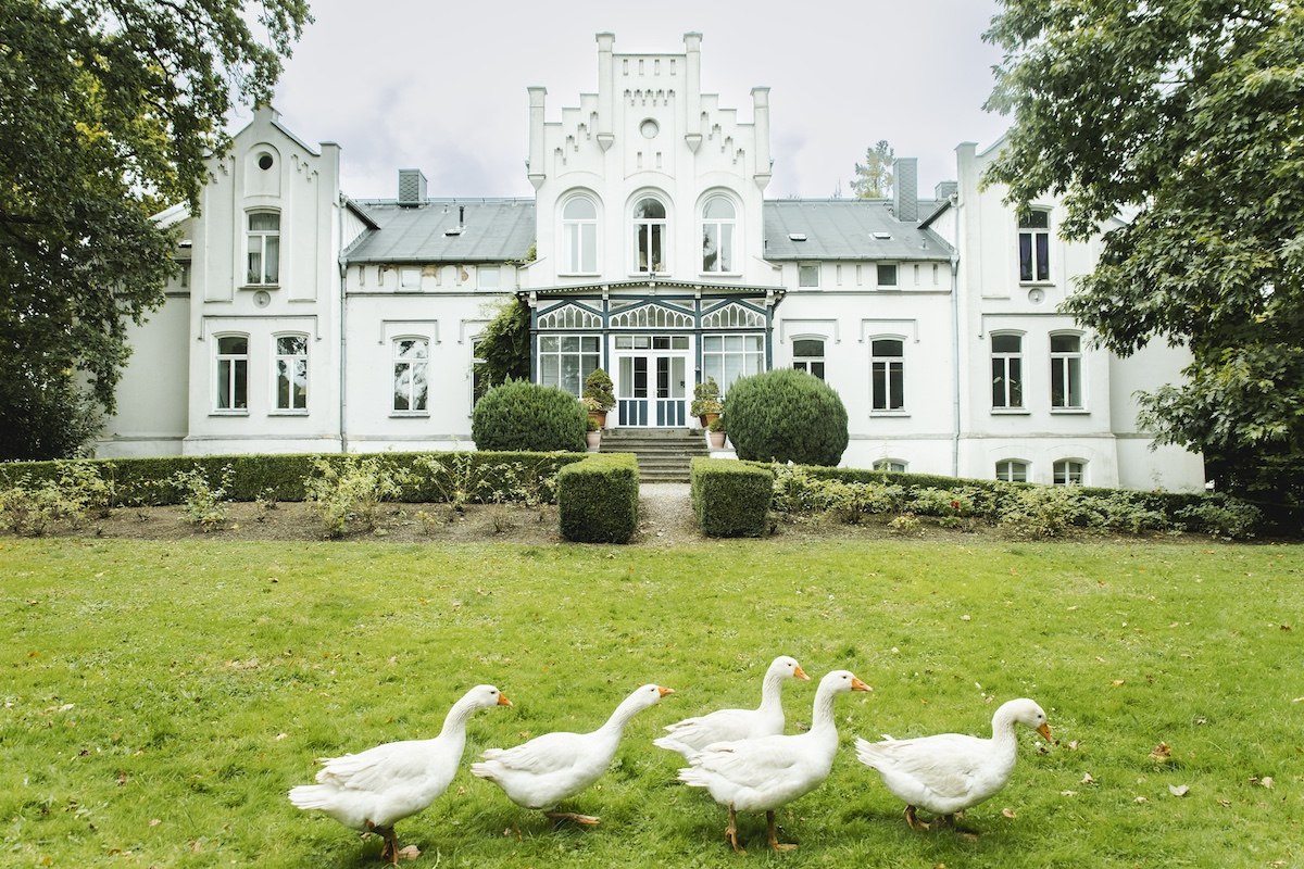Ganzen in het park van Kasteel Kaeselow // © vollvincent Ganzen in het park van Kasteel Kaeselow // © vollvincent