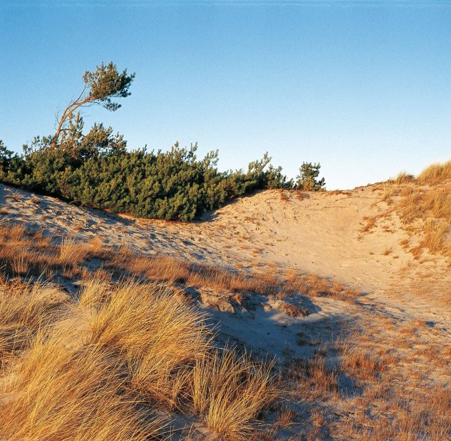 Dünenlandschaft bei Klein Schmölen, © TMV/Neumann