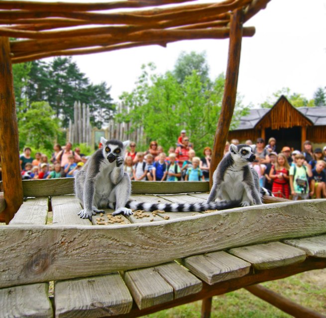 Lemurenfütterung im Vogelpark Marlow // © Vogelpark Marlow Lemurenfütterung im Vogelpark Marlow // © Vogelpark Marlow