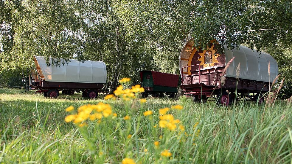 Planwagen im Birkenw&auml;ldchen // &copy; Planwagencamping/K&ouml;ster