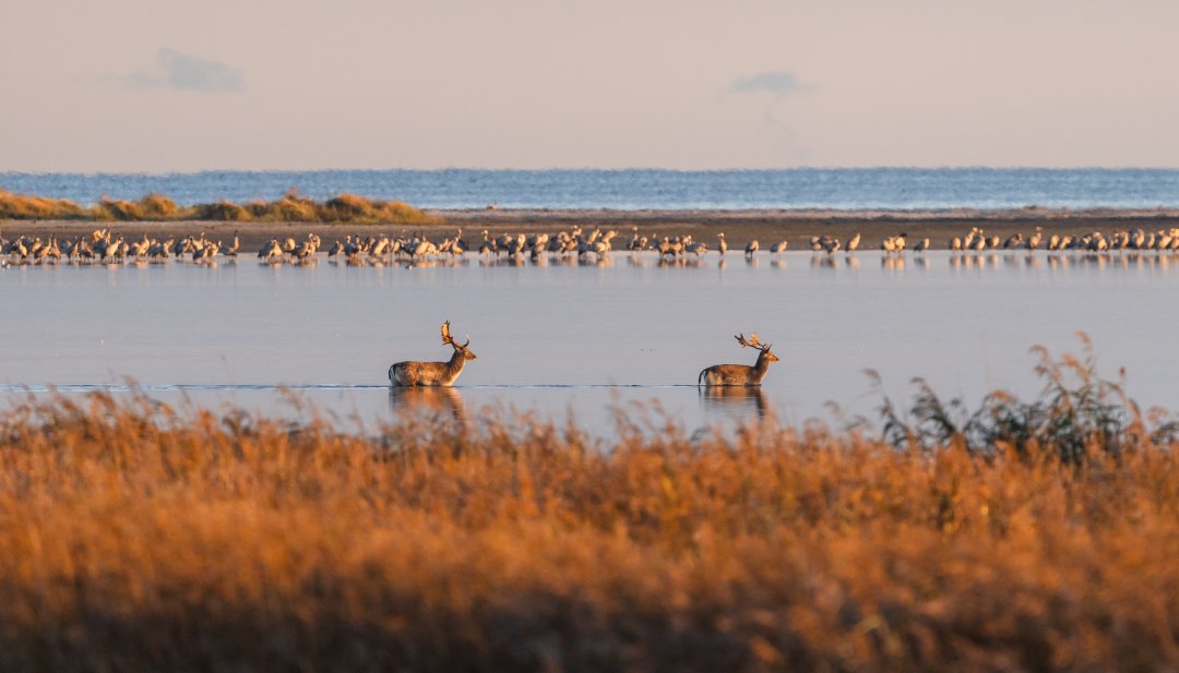 Zwei Hirsche durchqueren einen flachen Gewässerbereich, während Kraniche im Hintergrund ruhen. // Stille Zeugen der Natur – Zwei Hirsche im Wasser vor der weiten Kulisse des Nationalparks. // © MV-T/Gross Zwei Hirsche durchqueren einen flachen Gewässerbereich, während Kraniche im Hintergrund ruhen.