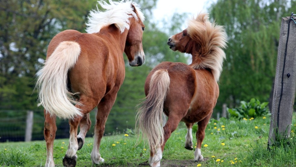 Onze paarden Pia en Karino // © Hof Prangendorf/Sorge Onze paarden Pia en Karino // © Hof Prangendorf/Sorge