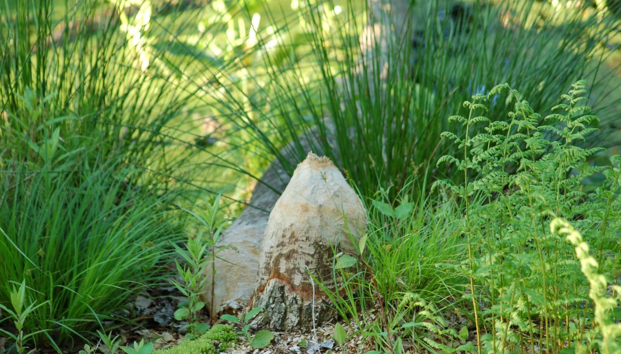 Biberfra&szlig; am Glasermoor, &copy; Naturpark Sternberger Seenland