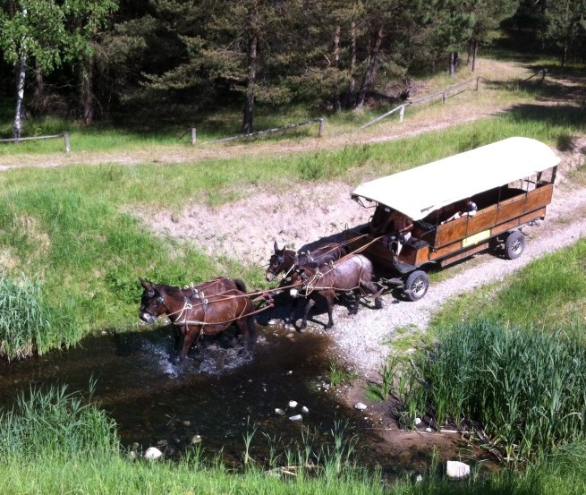 Spannend kann sie sein, die Fahrt. gehen die Tiere durch&acute;s Wasser? // &copy; Reit- und Fahrtourstik Lychen