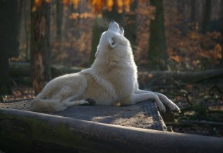 © Hansestadt Stralsund © Hansestadt Stralsund