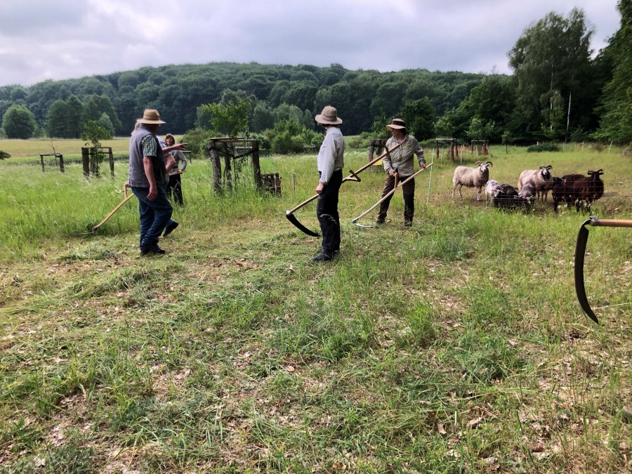 Mäh- und Dengelkurs 2024, © Heike Brechler