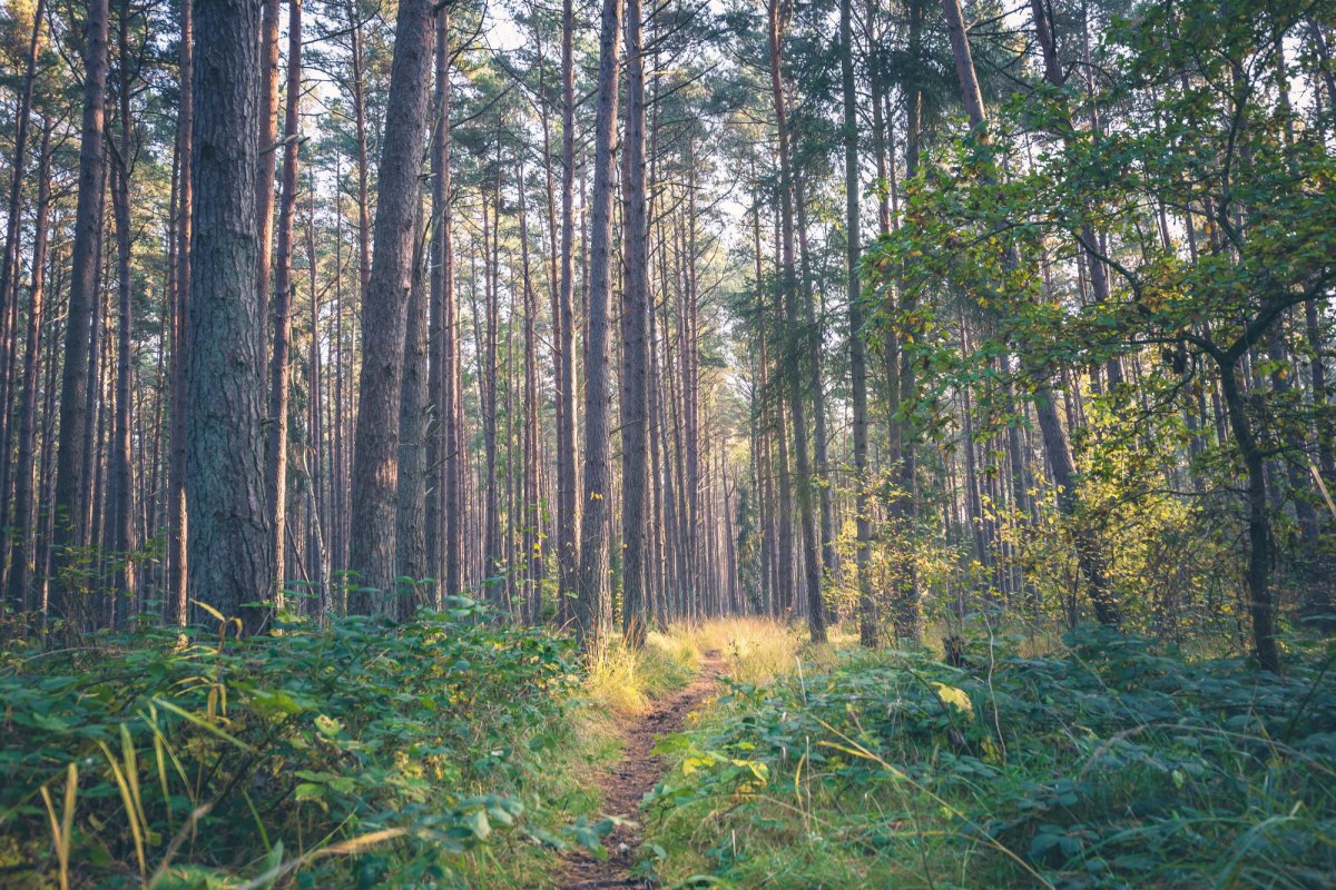 Entdeckungsreise "Barfu&szlig; im Wald", &copy; Kurverwaltung Ostseebad Baabe