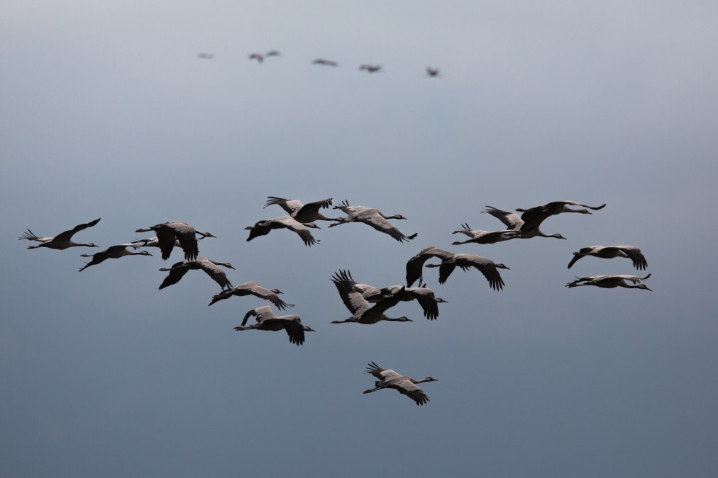 kranichgruppe, © Arndt Gläser
