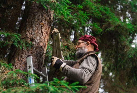 Ein Mann mit Handschuhen h&auml;ngt einen Fledermauskasten an einen Baum, eine Leiter steht daneben im Wald.