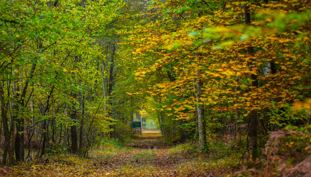 Barther Stadtforst, &copy; Arndt Gl&auml;ser