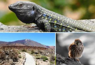 &copy; Regionalbiblbiothek Neubrandenburg