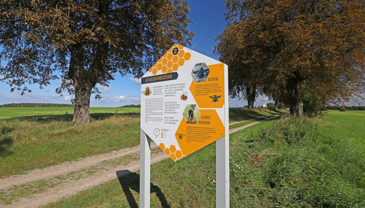Bienenlehrpfad im Land Fleesensee_3, © TMV/Gohlke Bienenlehrpfad im Land Fleesensee_3, © TMV/Gohlke