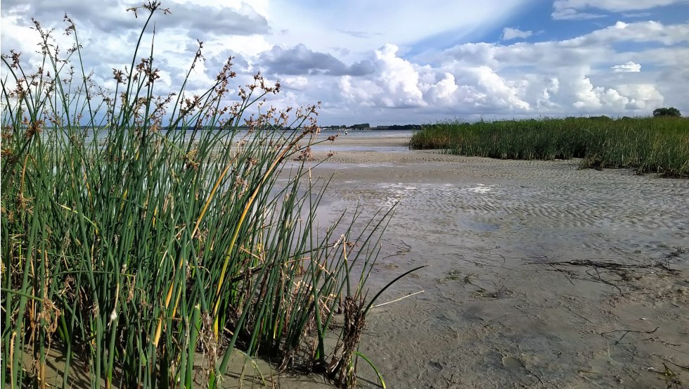 Met riet begroeid stuk strand op de Wohlenberger Wiek, © Sabine Stöckmann Met riet begroeid stuk strand op de Wohlenberger Wiek, © Sabine Stöckmann