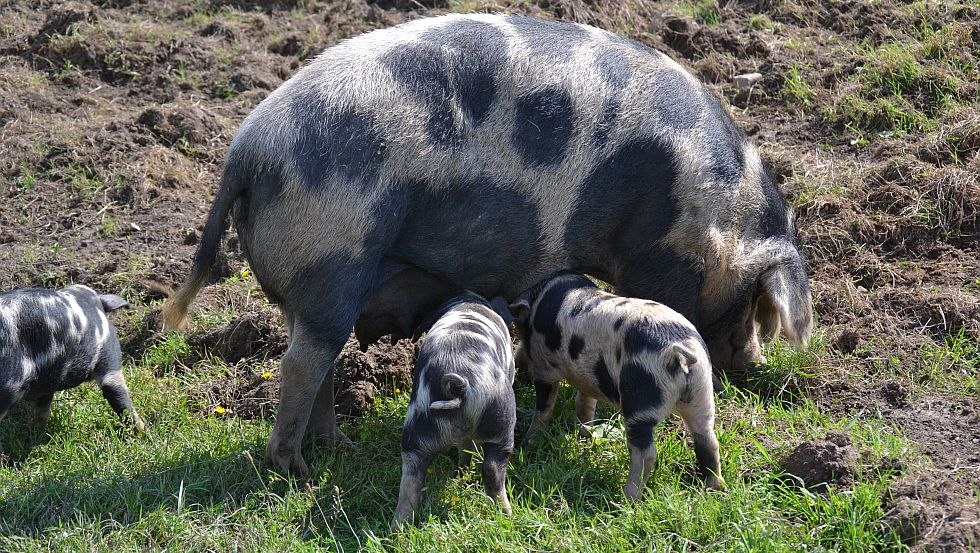 Turopolje varkens met biggen, © Naturerlebnispark Gristow Turopolje varkens met biggen, © Naturerlebnispark Gristow