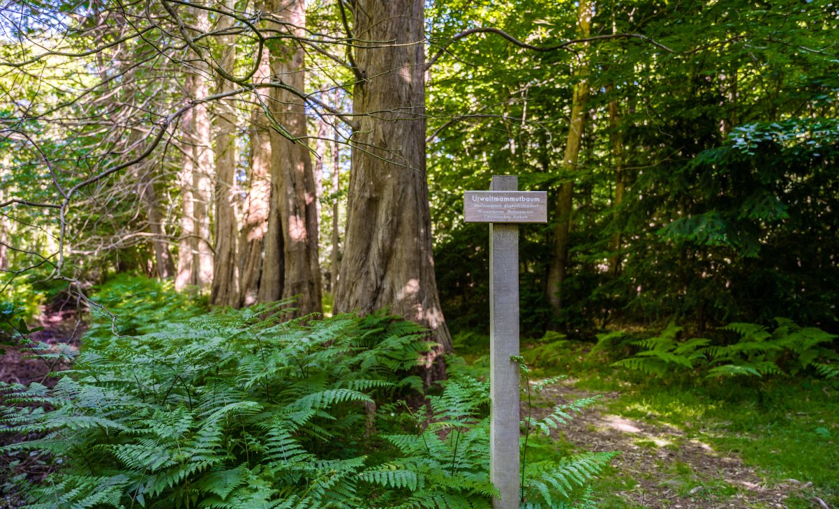 Met sequoia's begroeide bomen in het regenwoud van het Osterwald ten oosten van het kuuroord aan de Oostzee Zingst_2 __ Met sequoia's begroeide bomen in het regenwoud van het Osterwald ten oosten van het kuuroord aan de Oostzee Zingst_2, © TMV/Tiemann Met sequoia's begroeide bomen in het regenwoud van het Osterwald ten oosten van het kuuroord aan de Oostzee Zingst_2 __ Met sequoia's begroeide bomen in het regenwoud van het Osterwald ten oosten van het kuuroord aan de Oostzee Zingst_2, © TMV/Tiemann