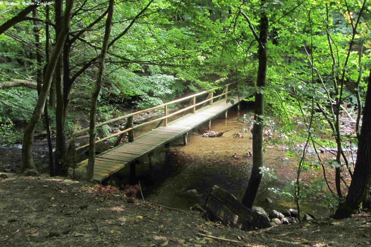 Im Nebeltal // &copy; np-msk