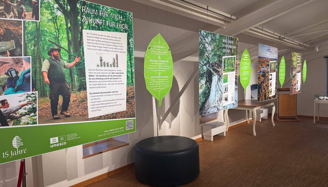 Sonderausstellung, 15 Jahre Alte Buchenw&auml;lder, &copy; Nationalpark-Zentrum K&Ouml;NIGSSTUHL