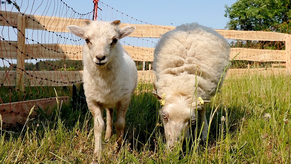 Unsere Minischafe // © Familie Hoffmann Unsere Minischafe // © Familie Hoffmann