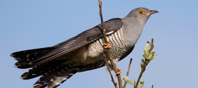 Kuckuck, &copy; Chris Romeiks, Wikipedia