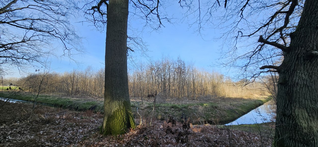 Sinds 2011 groeien er bomen in de Klimawald Koserow (eiland Usedom). // &copy; Landesforst MV