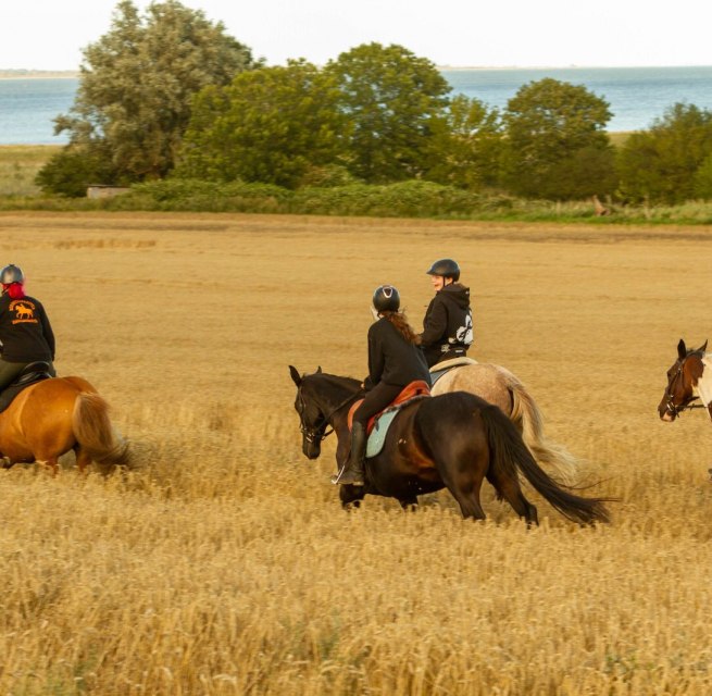 © bernsteinreiter © bernsteinreiter