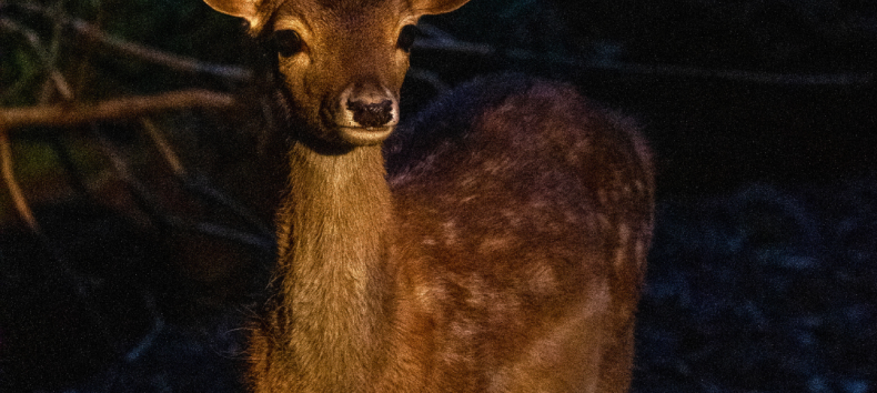 Nachtsafari Zoo Schwerin // &copy; Zoo Schwerin