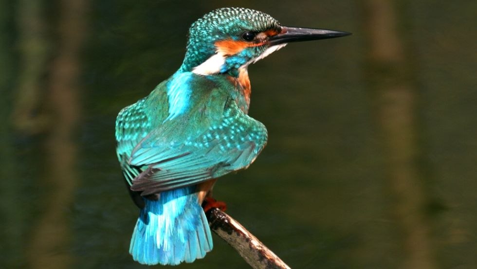 In den ruhigen Ecken der Alten Elde sucht der Eisvogel sein Fischerglück // © TV Mecklenburg-Schwerin e.V. In den ruhigen Ecken der Alten Elde sucht der Eisvogel sein Fischerglück // © TV Mecklenburg-Schwerin e.V.