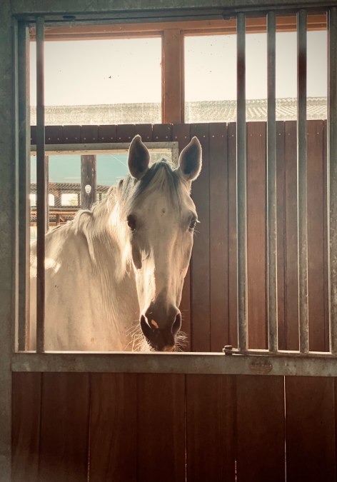 Reitanlage Fleesensee, © Reitanlage Fleesensee