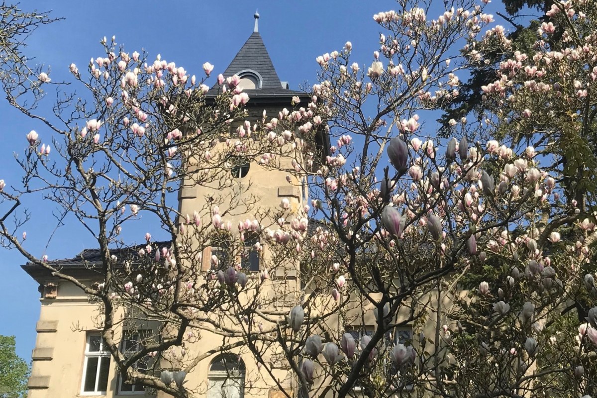 Schlo&szlig; Hohenbr&uuml;nzow S&uuml;d: Die Magnolie entfaltet ihre Bl&uuml;tenpracht ... // &copy; Gernot Pohl 2019