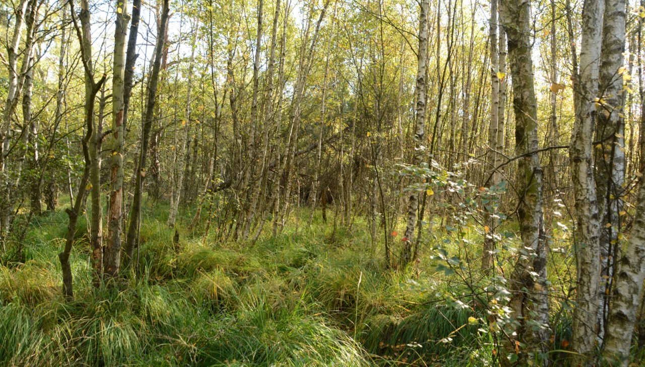 Grambower Moor (2), &copy; Tourismusverband Mecklenburg-Schwerin