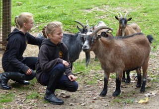 Im Stall siehst du nicht nur Pferde, sondern u.a. auch Ziegen, &copy; de